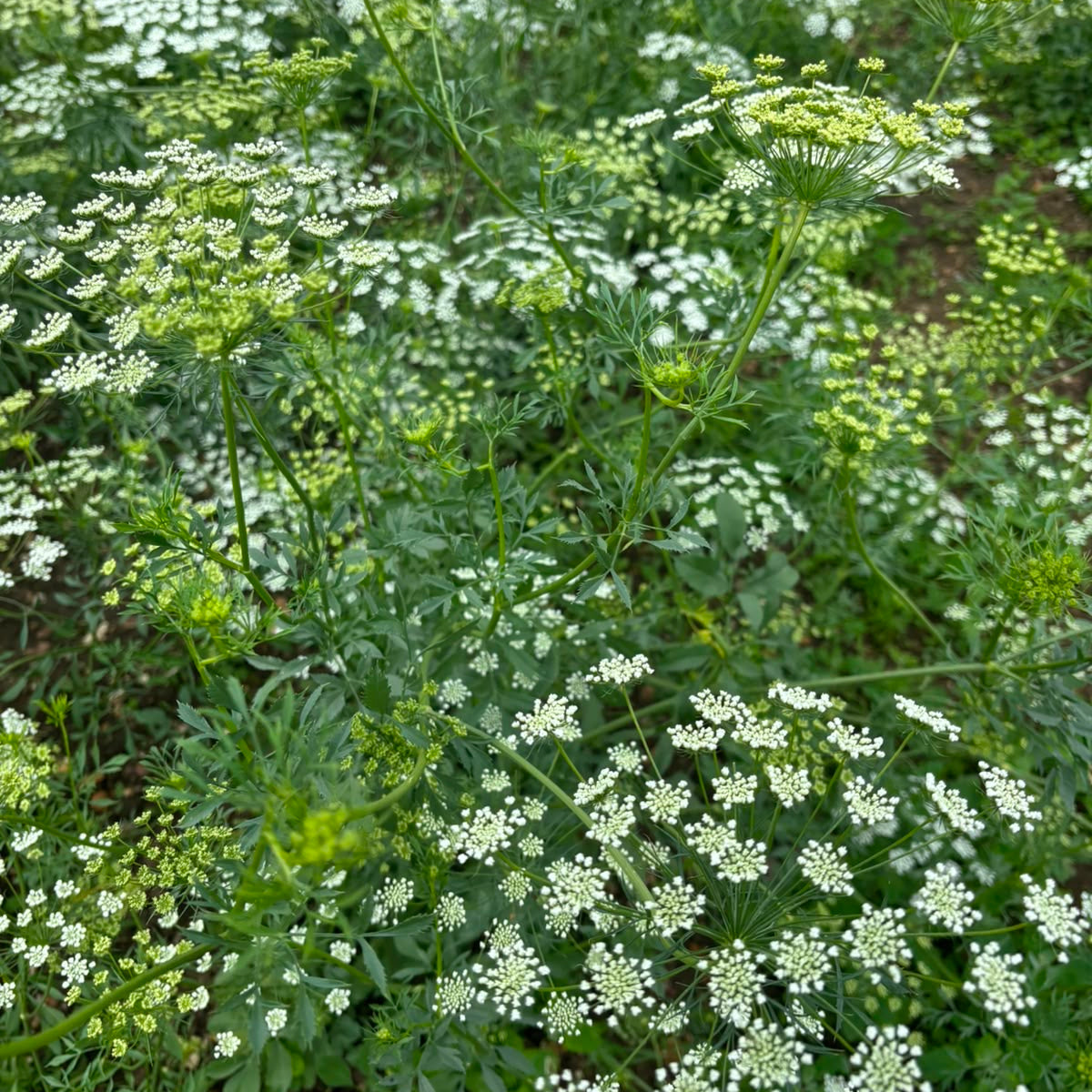Ammi majus - WHITE - Queen Anne's Lace 70cm - (10 or 50 Stems)