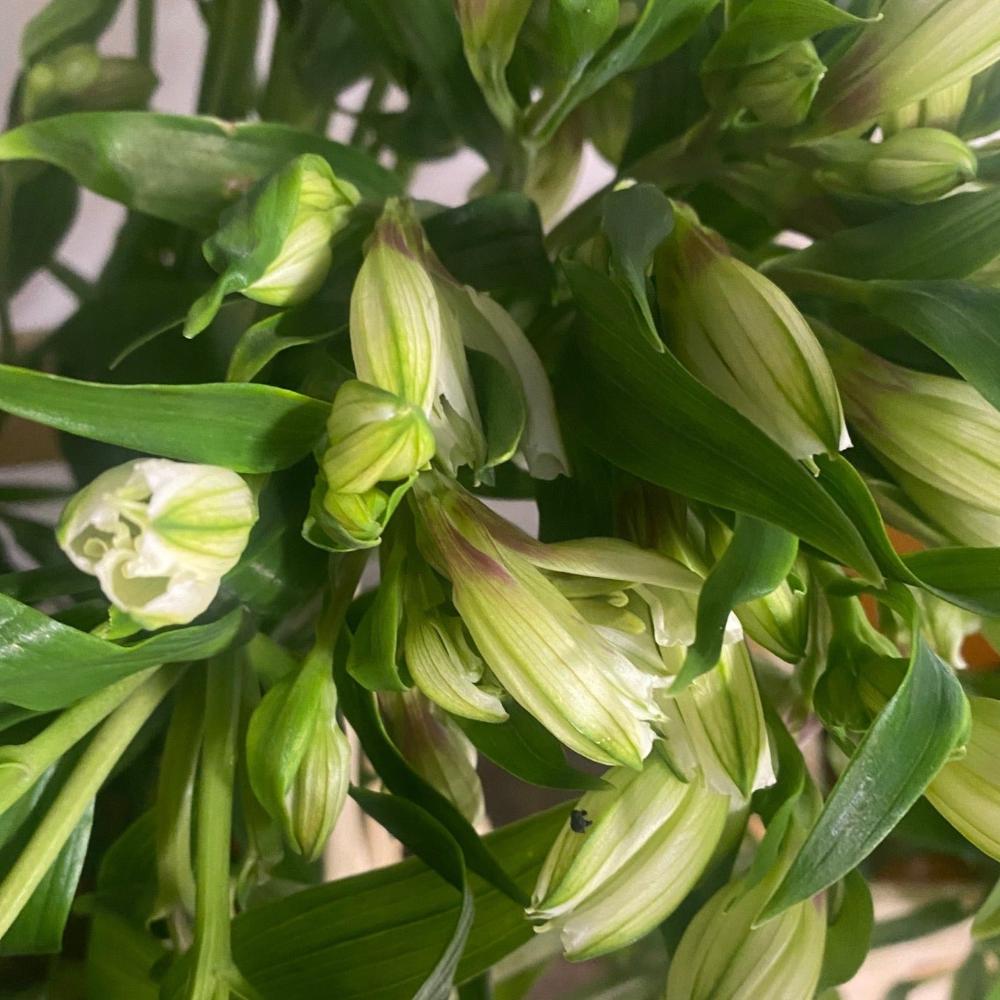 Alstromeria Cornish Stem Grade 10 Stems - White