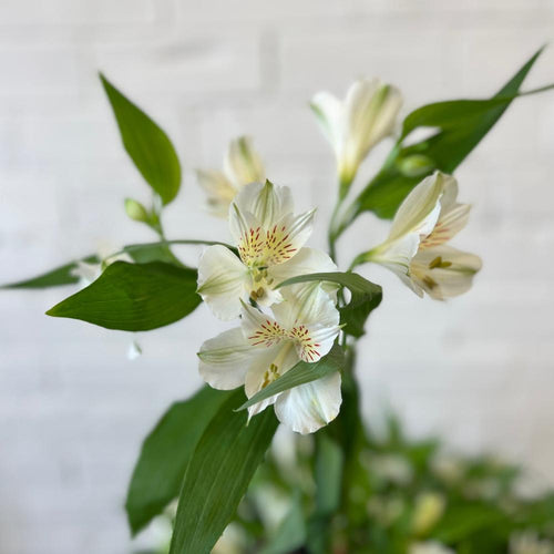 Alstromeria Cornish Stem Grade 10 Stems - White
