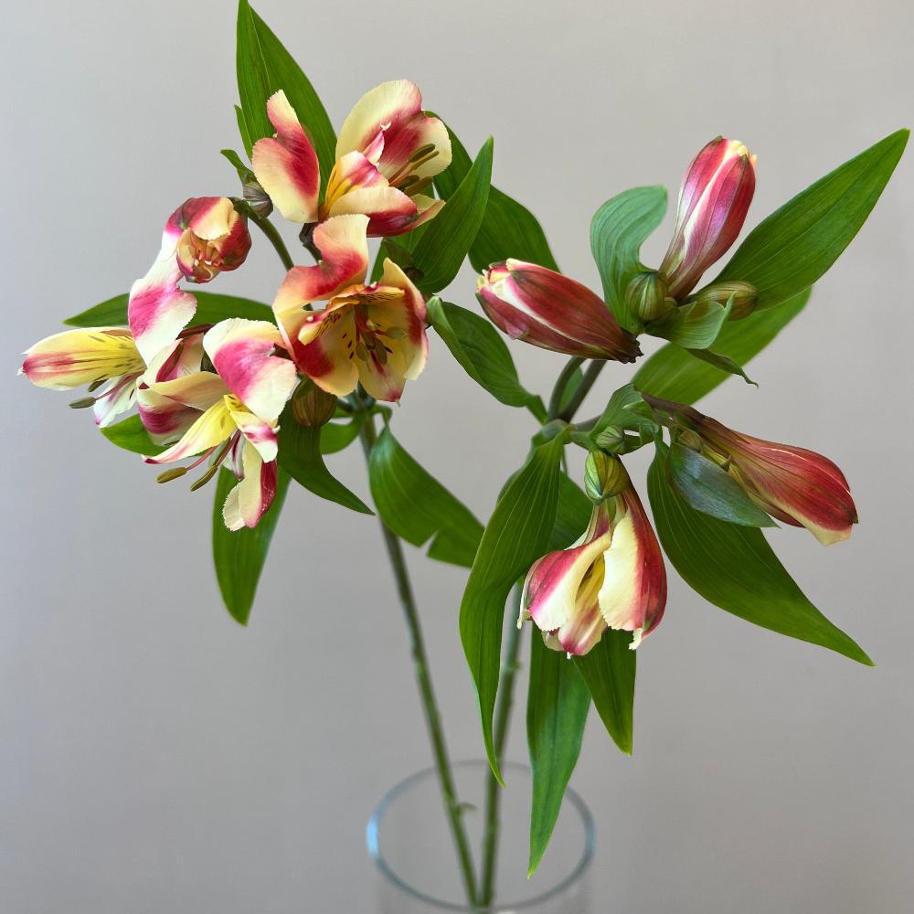 Alstromeria Cornish Stem Grade 10 Stems - Rhubarb & Custard