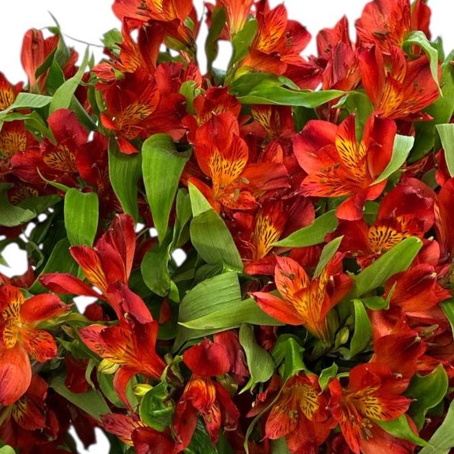 Alstromeria Cornish Stem Grade 10 Stems - Red