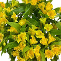 Alstromeria Cornish Stem Grade 10 stems - Yellow/Gold
