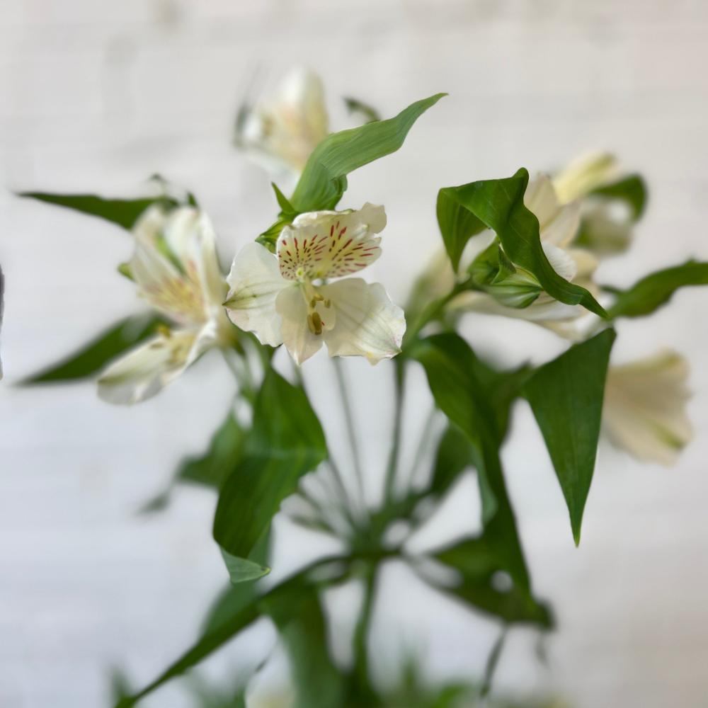 Alstromeria Cornish Stem Grade 10 Stems - White