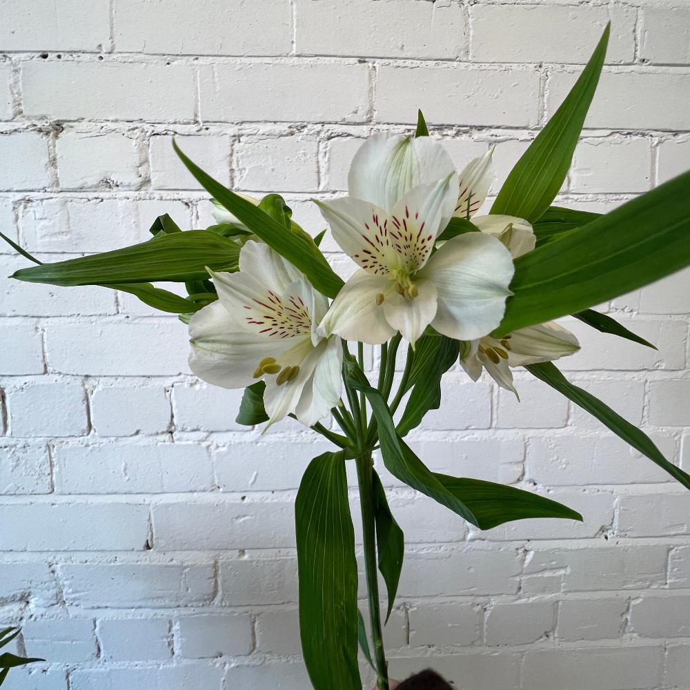Alstromeria Cornish Stem Grade 10 Stems - White