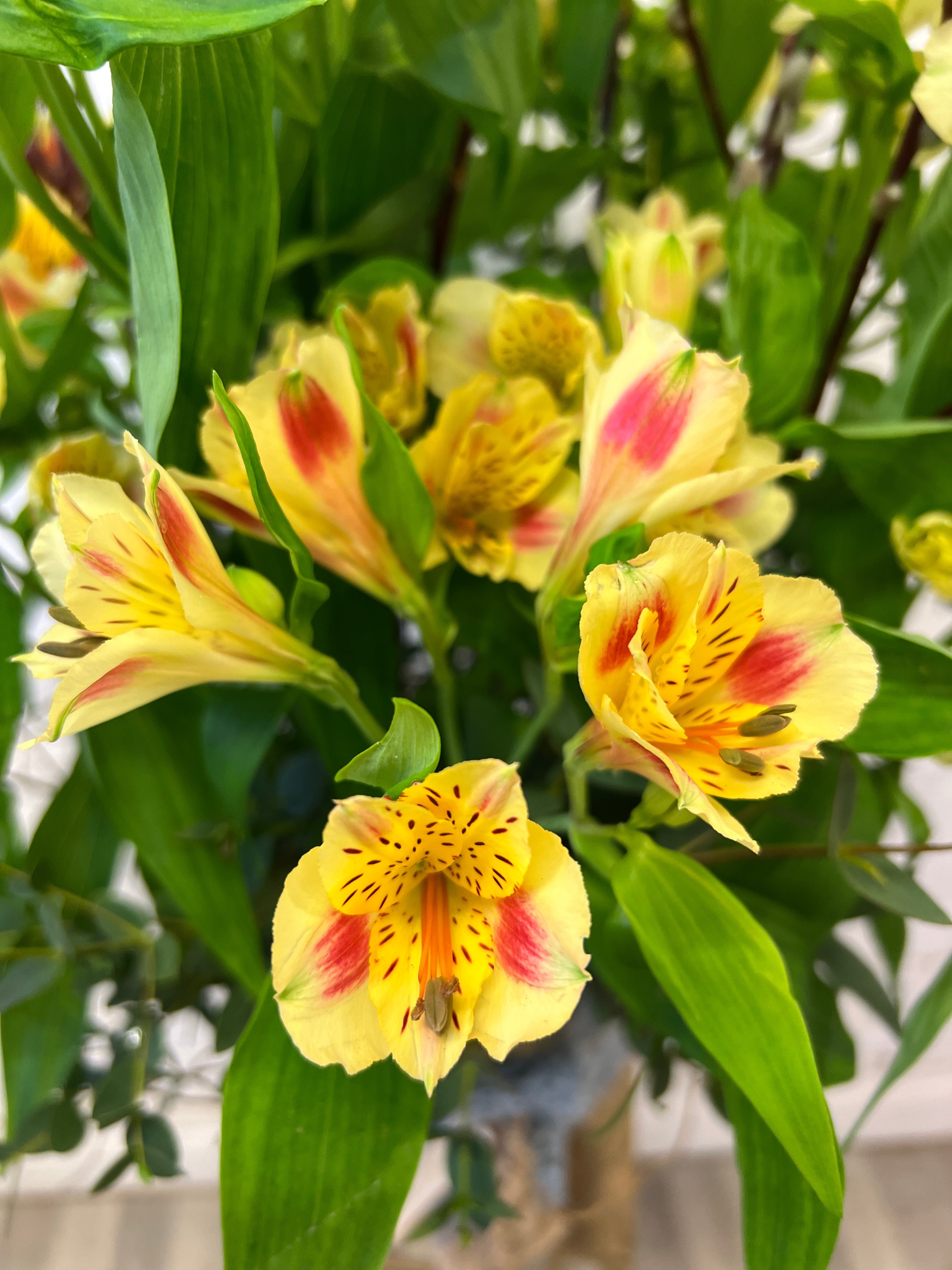 Alstromeria Cornish Stem Grade 10 Stems - Rhubarb & Custard