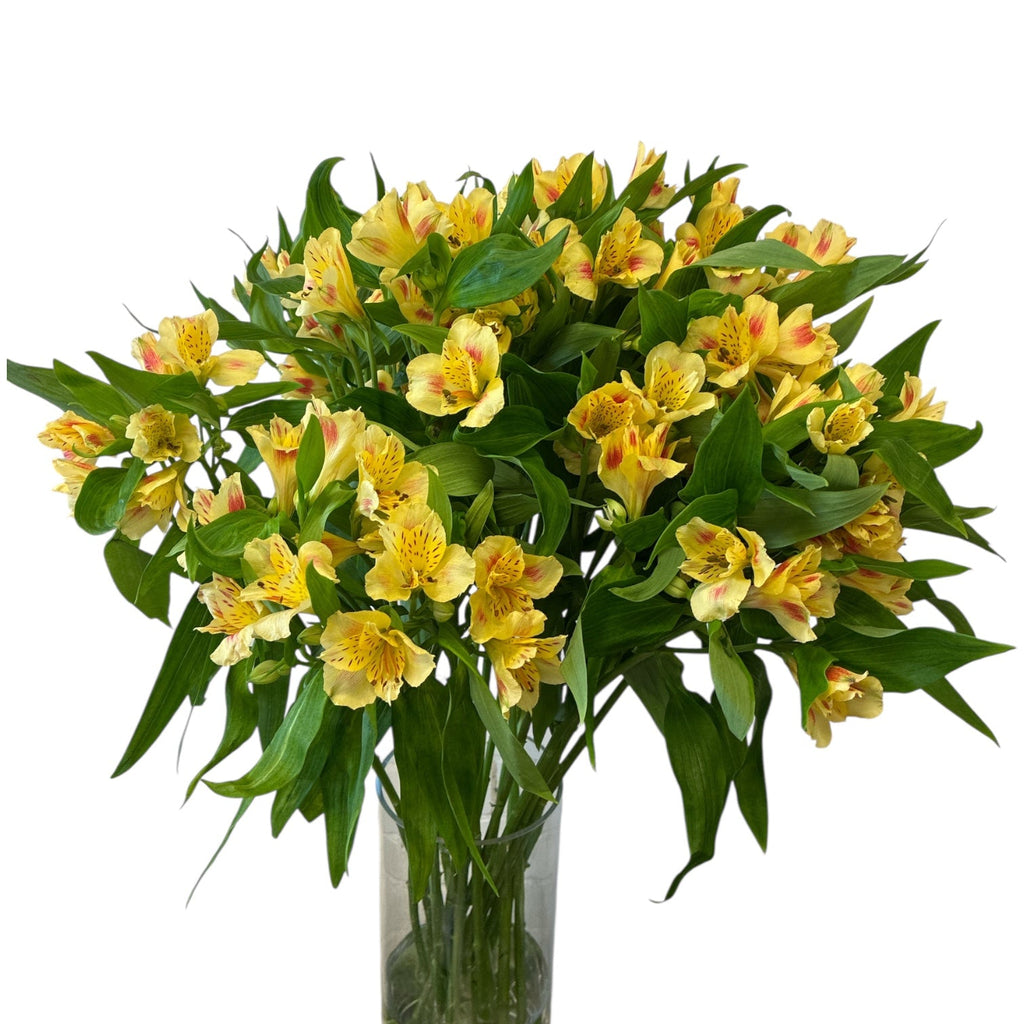 Alstromeria Cornish Stem Grade 10 Stems - Rhubarb & Custard