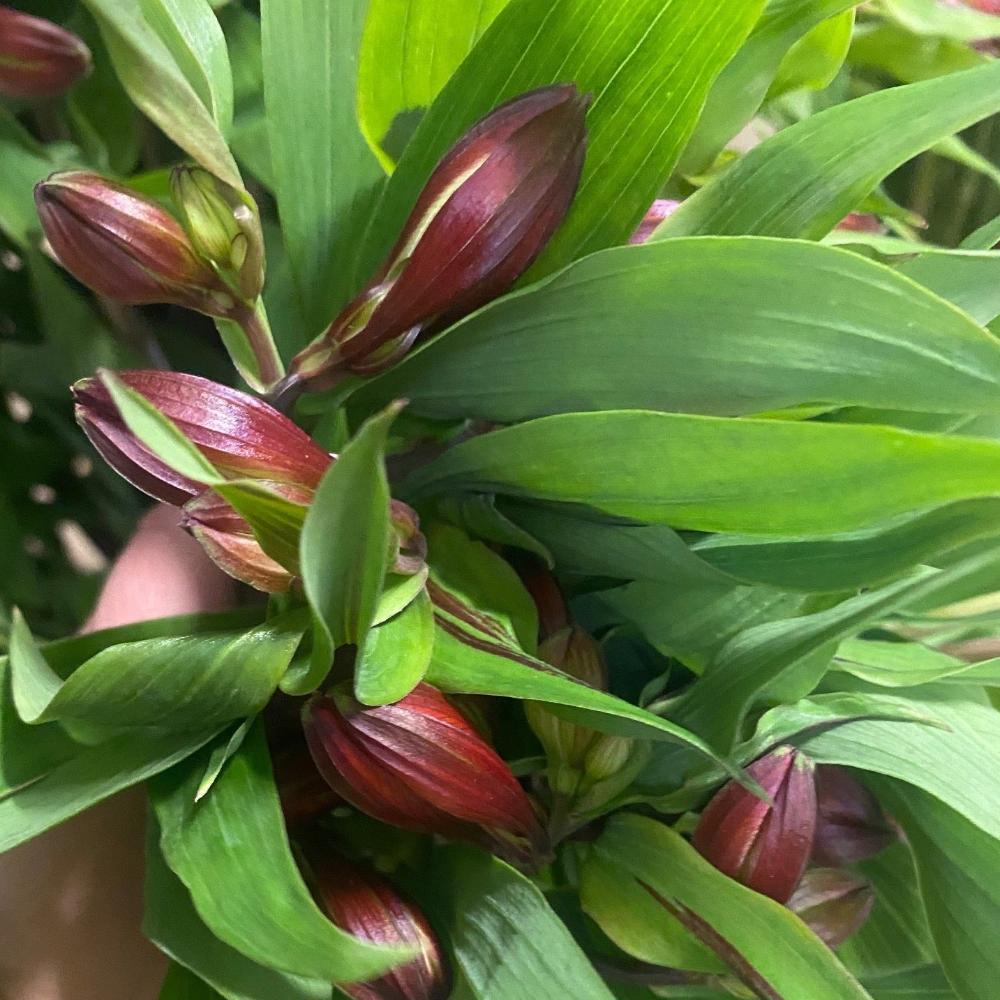 Alstromeria Cornish Stem Grade 10 Stems - Red