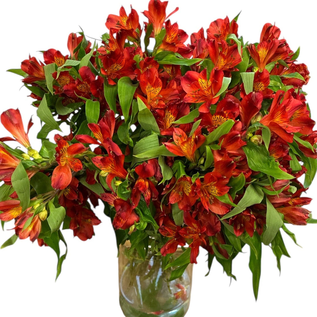 Alstromeria Cornish Stem Grade 10 Stems - Red