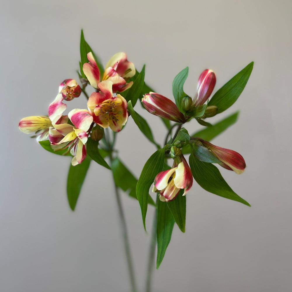Alstromeria Cornish Stem Grade 10 Stems - Rhubarb & Custard