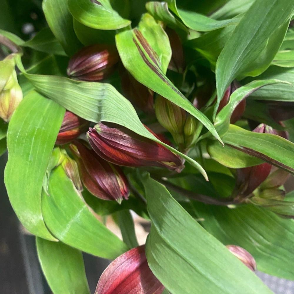 Alstromeria Cornish Stem Grade 10 Stems - Red