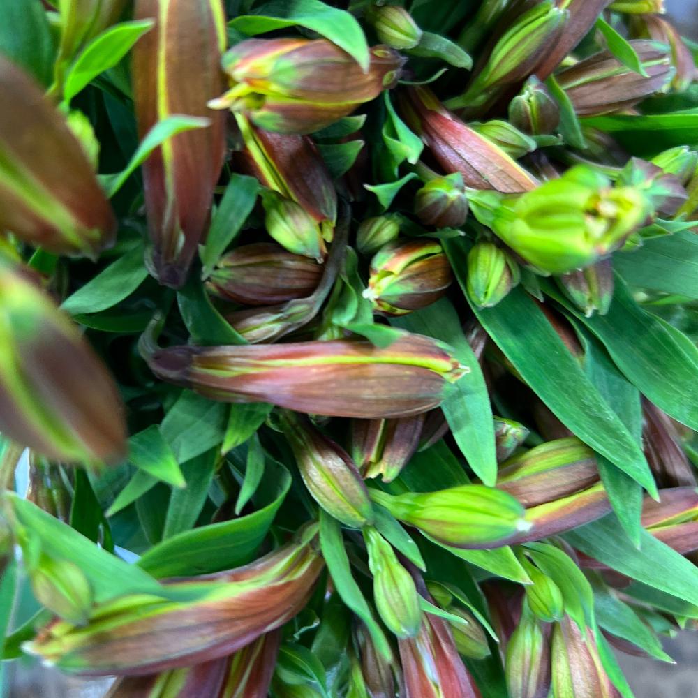 Alstromeria Cornish Stem Grade 10 stems - Yellow/Gold